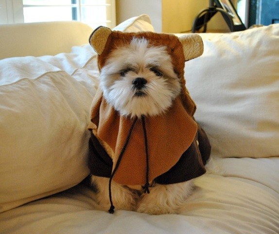 This shih tzu who was adopted from the forest moon of Endor.